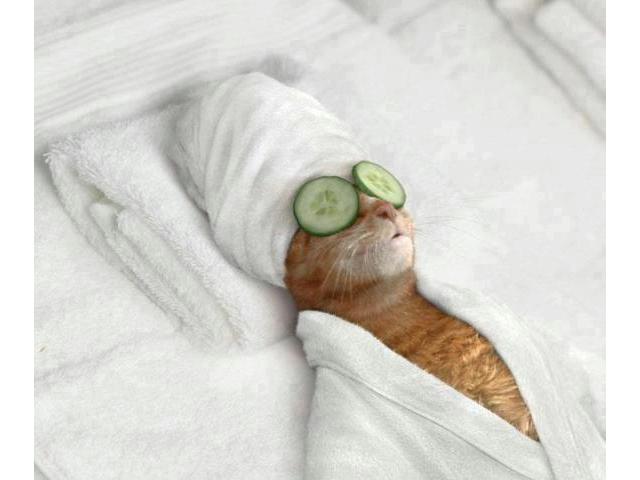 Boutique de mascotas Boutique de mascotas